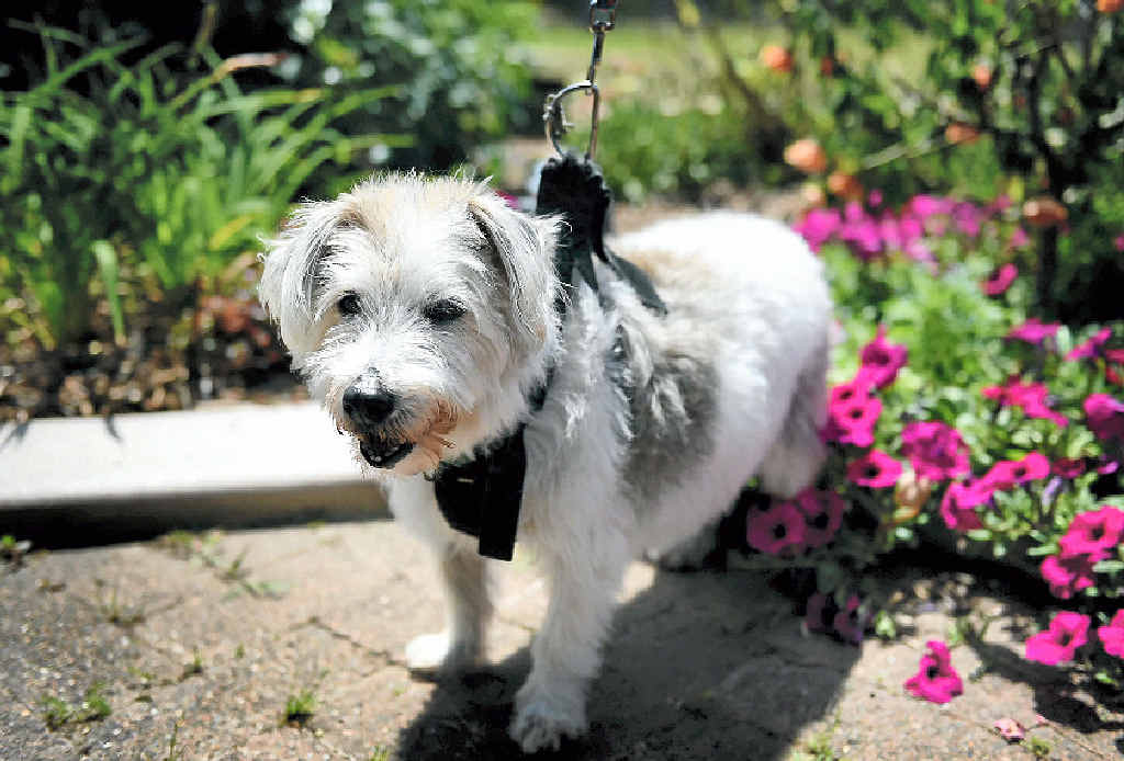 BIG SHOCK: Nephi was attacked by another dog in an off-leash park and was saved by his harness, which was ripped. BIG SHOCK: Nephi was attacked by another dog in an off-leash park and was saved by his harness, which was ripped.